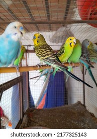 Australian parrots in black, yellow and green inside the cage. Looks beautiful and charming. With a blurred background