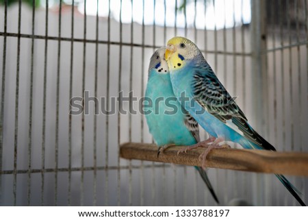 Australian Parrots in love
