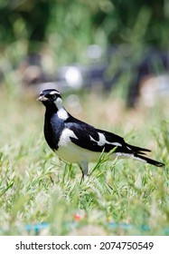 Australian Peewee, Magpie Lark Bird Also Known As Mudlark, Feeding On A Worm In Its Beak