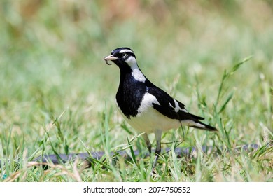 Australian Peewee, Magpie Lark Bird Also Known As Mudlark, Feeding On A Worm In Its Beak