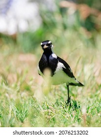 Australian Peewee, Magpie Lark Bird Also Known As Mudlark, Feeding On A Worm In Its Beak