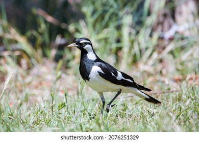 Australian Peewee, Magpie Lark Bird Also Known As Mudlark, Feeding On A Worm In Its Beak