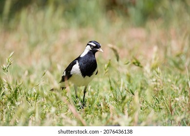 Australian Peewee, Magpie Lark Bird Also Known As Mudlark, Feeding On A Worm In Its Beak