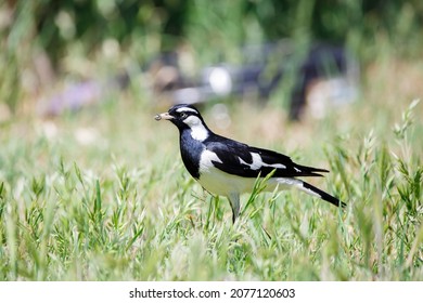 Australian Peewee, Magpie Lark Bird Also Known As Mudlark, Feeding On A Worm In Its Beak