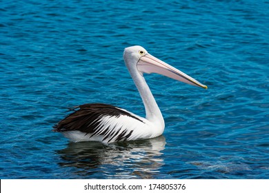 Australian Pelican