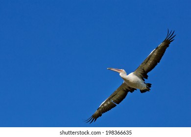 Australian Pelican flying overhead in Long Reef, Australia