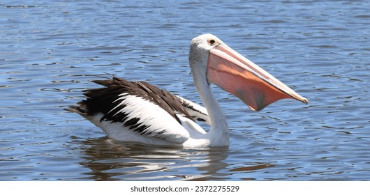 Australian Pelican, large water bird in Pelecanidae Family - Powered by Shutterstock