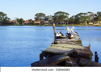 Australian Pelican On Canning River Broken Dock.