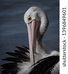 Australian Pelican preening at Woy Woy, New South Wales, Australia.