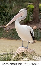 The Australian  Pelican Is Standing On A Little Hill