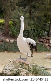 The Australian  Pelican Is Standing On A Little Hill