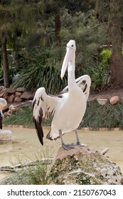 The Australian  Pelican Is Standing On A Little Hill