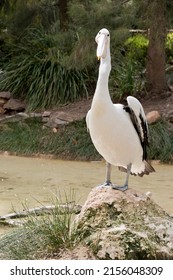 The Australian  Pelican Is Standing On A Little Hill