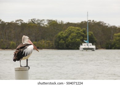Australian pelican standing on a post by Noosa River with sailboat on background in Sunshine Coast, Queensland, Australia