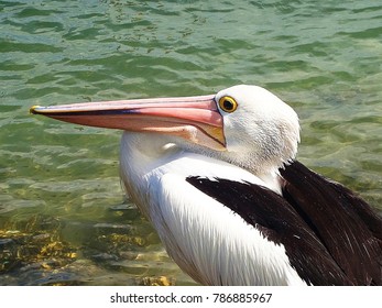 Australian Pelican Tweed River QLD