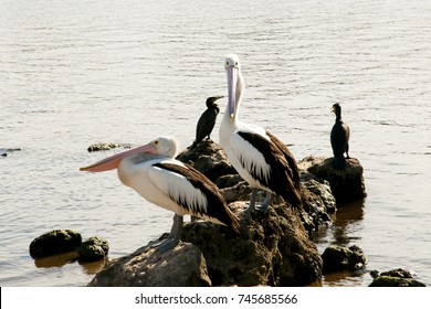 Australian Pelicans On Swan River - Perth