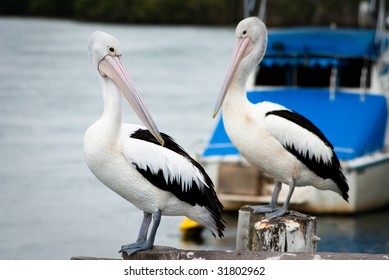 Australian Pelicans (Pelecanus conspillicatus)
