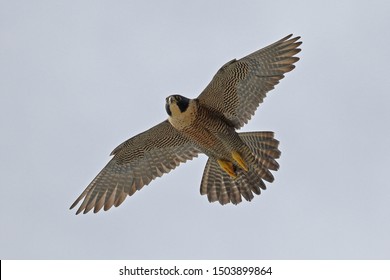 Falcon Images Stock Photos Vectors Shutterstock