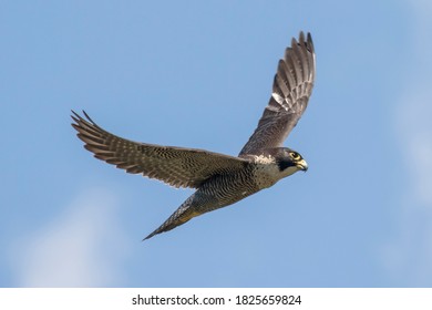 Australian Peregrine Falcon In Flight