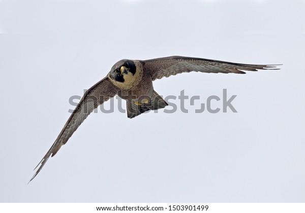 Australian Peregrine Falcon Flight Stock Photo Edit Now