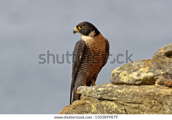 Australian Peregrine Falcon Rest Stock Photo Edit Now