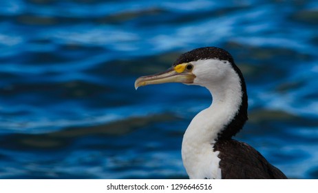 Australian Pied Cormorant