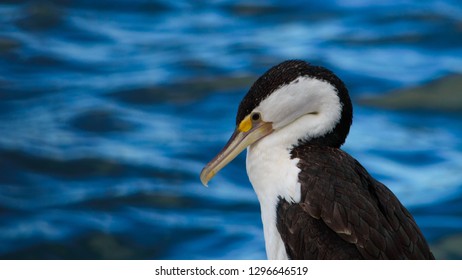 Australian Pied Cormorant