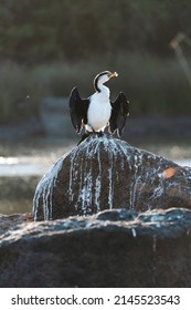 Australian Pied Cormorant Drying Its Wings 