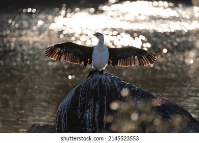 Australian Pied Cormorant Drying Its Wings 