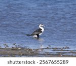 Australian Pied Cormorant (Phalacrocorax varius), also known as the Pied cormorant, Pied shag, or Great Pied cormorant standing in shallow water at low tide.