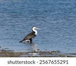 Australian Pied Cormorant (Phalacrocorax varius), also known as the Pied cormorant, Pied shag, or Great Pied cormorant standing in shallow water at low tide.