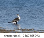 Australian Pied Cormorant (Phalacrocorax varius), also known as the Pied cormorant, Pied shag, or Great Pied cormorant standing in shallow water at low tide.