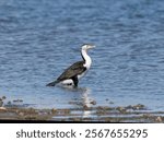 Australian Pied Cormorant (Phalacrocorax varius), also known as the Pied cormorant, Pied shag, or Great Pied cormorant standing in shallow water at low tide.