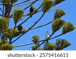 Australian pied cormorant (Phalacrocorax varius), pied shag, in New Zealand known by its Māori name of kāruhiruhi rest on the Norfolk Island pine (or Norfolk pine)  (Araucaria heterophylla ) tree.