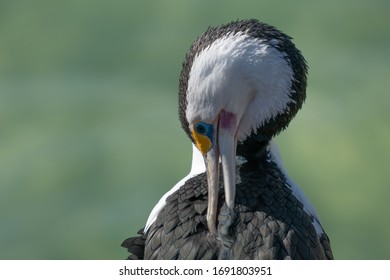 An Australian Pied Cormorant Portrait