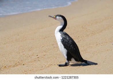 Australian Pied Cormorant - Shag