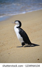 Australian Pied Cormorant - Shag