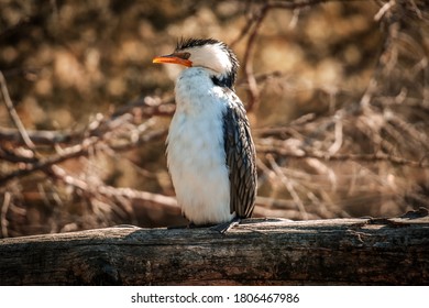 Australian Pied Cormorant In The Sun