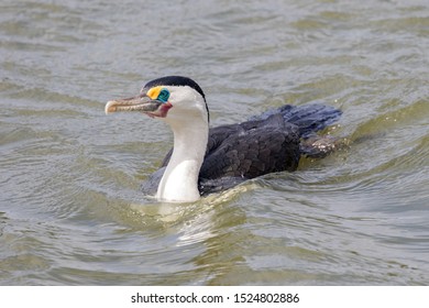 Australian Pied Cormorant In Water