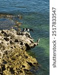 Australian pied cormorants (Phalacrocorax varius), also known as pied shag or great pied cormorant, on a rock on the midwest coast of Western Australia
