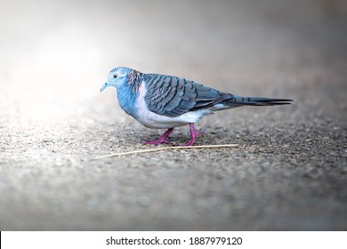 australian pigeon