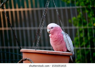 Bird Feeder In Backyard Images Stock Photos Vectors Shutterstock