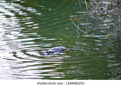 Australian Platypus Wild Floating Water Stock Photo 1184086255 ...