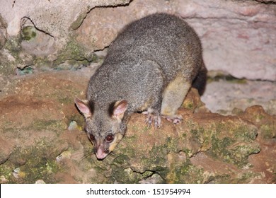 Australian Possum