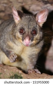 Australian Possum