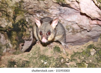 Australian Possum