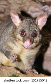 Australian Possum