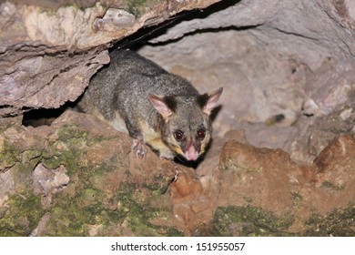 Australian Possum