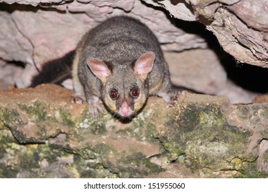 Australian Possum