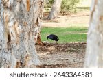 Australian Purple Swamphen (Pukeko) Foraging in Parkland